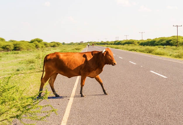Image result for animals in road