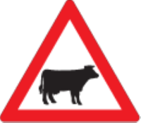 There may be free ranging animals such as cattle on the road