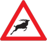 There may be wild animals on the road or crossing the road